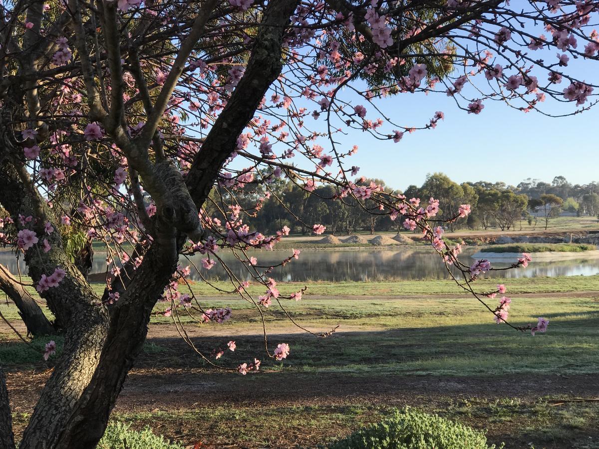 Yellow Gum Bed And Breakfast Katanning エクステリア 写真